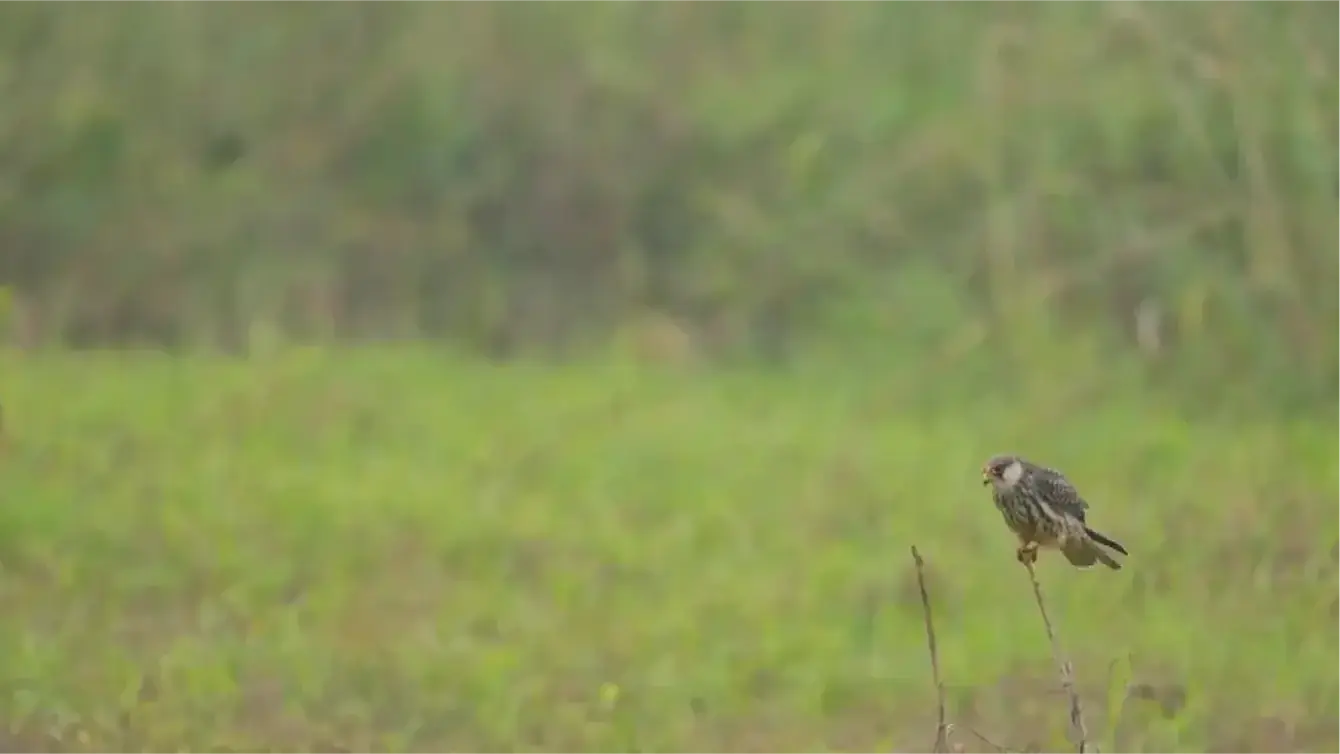 Bảo vệ bầy chim cắt quý hiếm di cư qua Hà Nội